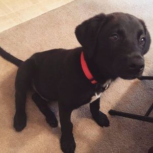 Meet your Posher, Adam